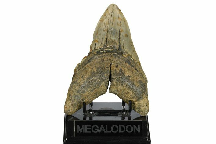 Huge, Fossil Megalodon Tooth - North Carolina #172571